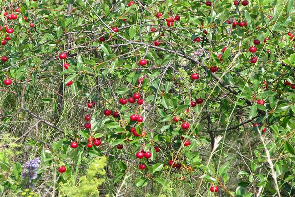 Fotografie Cherry Novoaltaiskaya