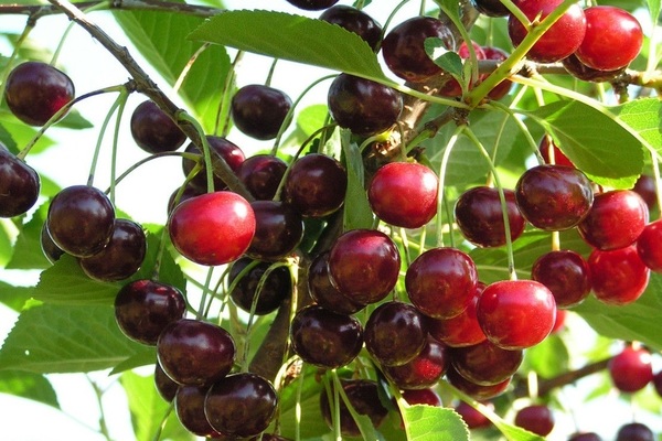 Cereza de la misma edad