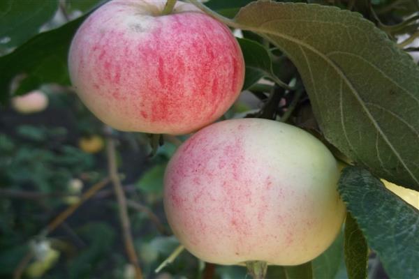 Apple tree Altai rødaktig bilde