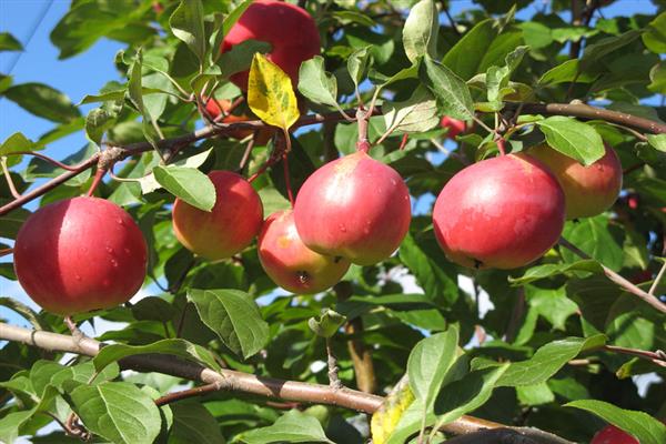 Fotografija zaslona stabla jabuke