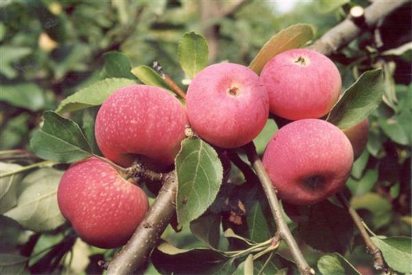 Снимка на червено хълмче ябълково дърво