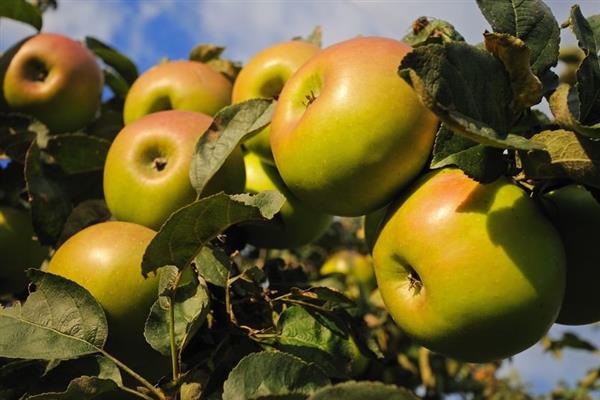 Cây táo Kushnarenkovskoe bức ảnh mùa thu