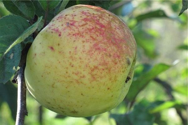 ต้นแอปเปิ้ล Kutuzovets ภาพถ่าย
