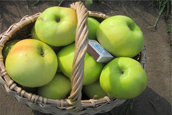 Gambar pokok epal Mac
