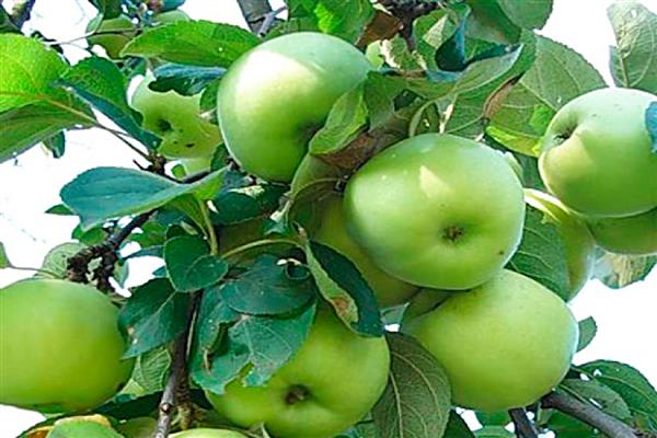 Apple tree Maslovskoe photo