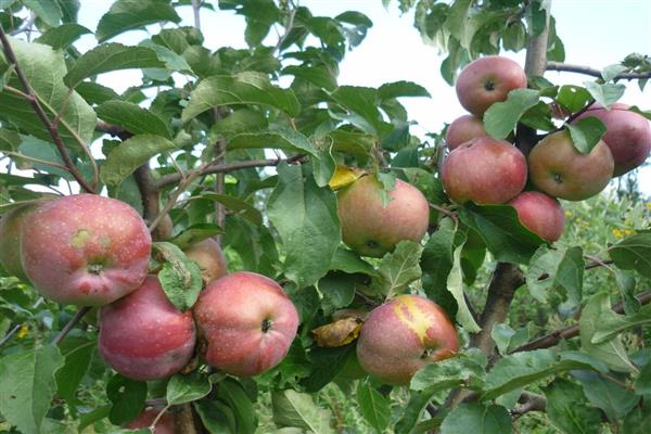 Apple strom Morozov foto