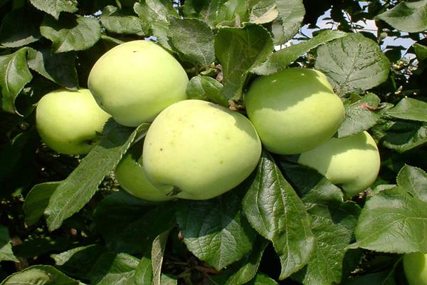 Apple-tree Moscow larawan sa paglaon