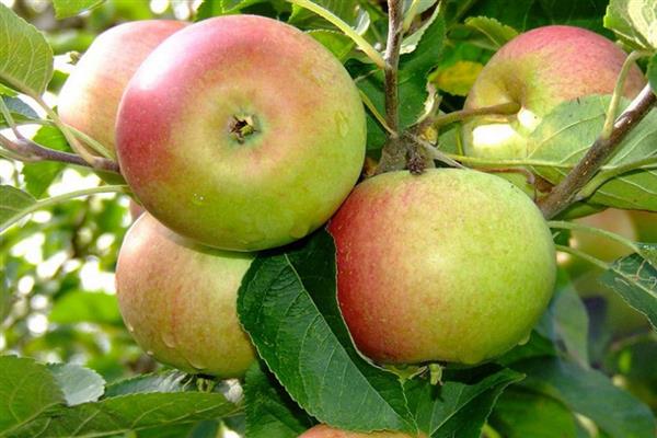 Apple tree Orlinka -bilde