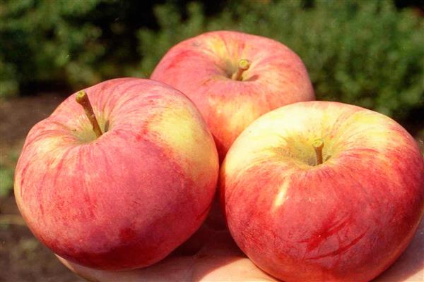 Apple tree Orlovim bilde