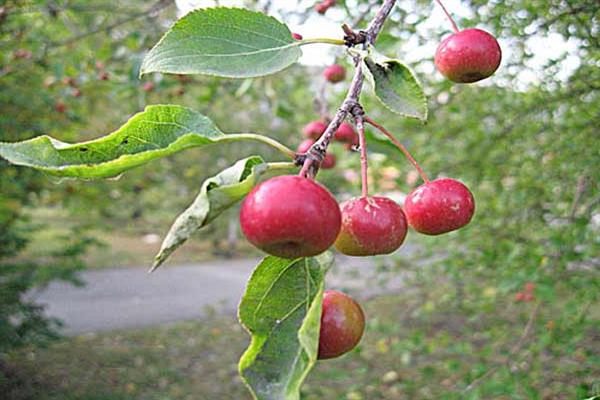 Pokok epal Hadiah untuk foto Bam