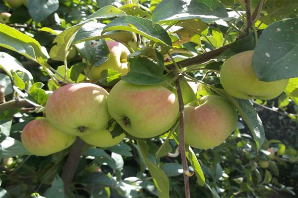Bahçıvanlar için elma ağacı hediyesi fotoğraf