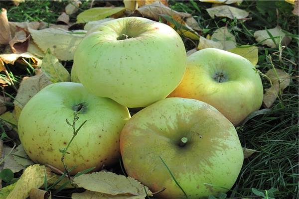 Gambar pokok epal Renet Chernenko