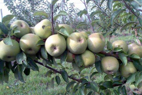 Apple tree Renet Kuban photo