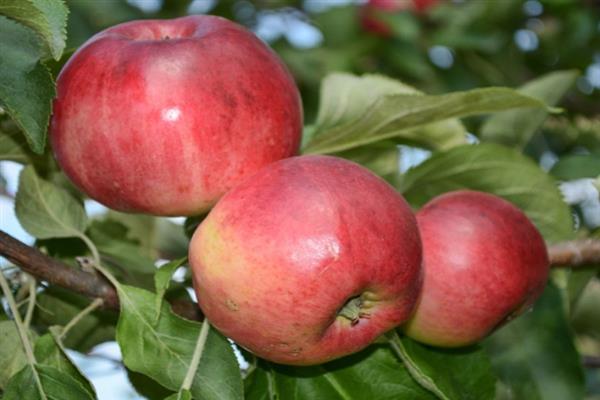 Снимка на тъмнокожа ябълково дърво