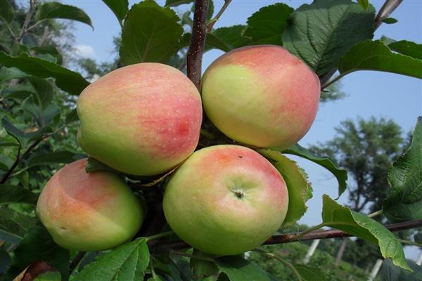 ต้นแอปเปิ้ล ภาพถ่าย Stroyevskoe