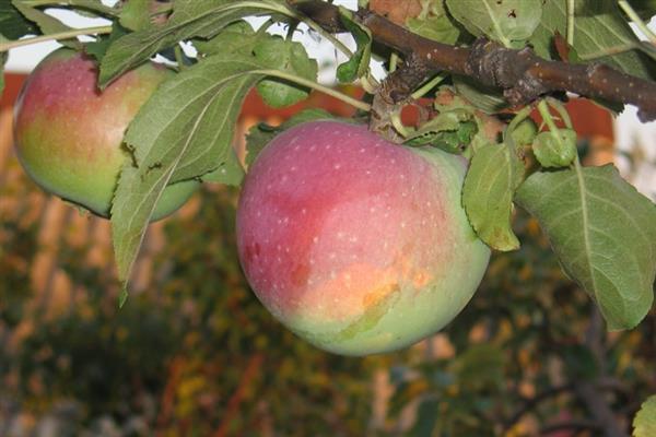Ябълково дърво Студентска снимка