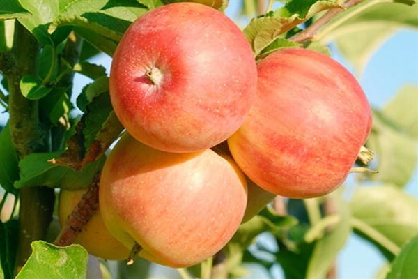 Ябълково дърво Уралска снимка за сувенири