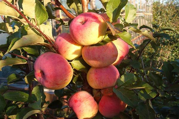 Apple tree Delight -bilde