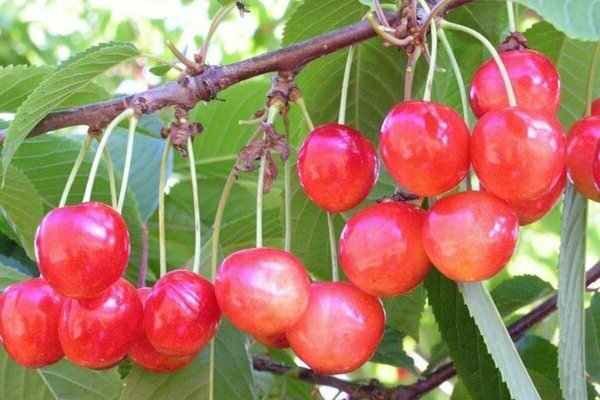 Bryansk pink cherry
