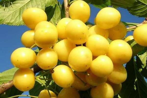 Drogan Yellow Cherry