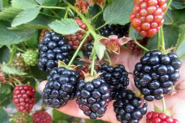blackberry + sa mga ural