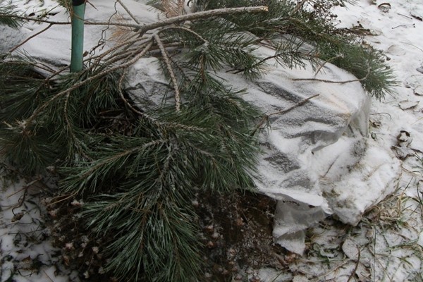 ostružinový úkryt + na zimu + na Urale