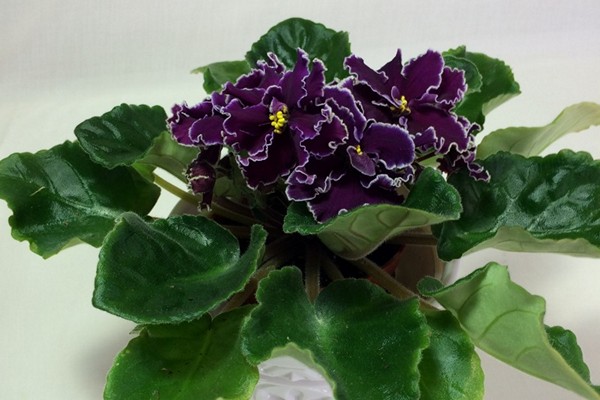 violetter Macho