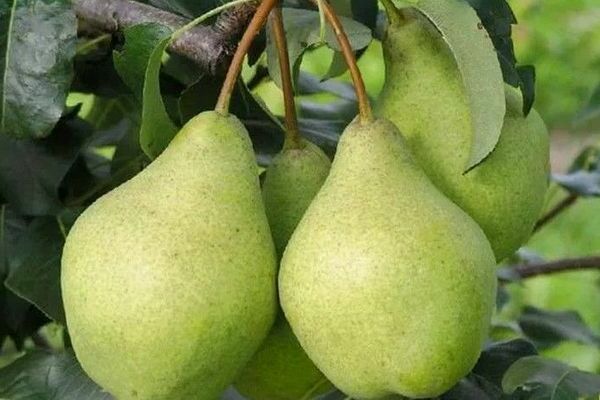 pear Orlovskaya Summer