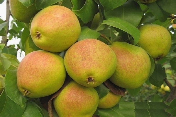 pear Orlovskaya Summer