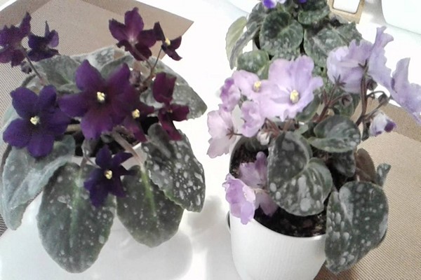powdery mildew on violets photo