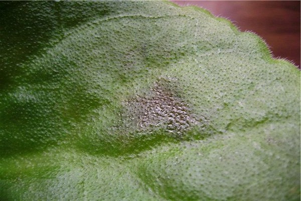 powdery mildew + treatment on violets