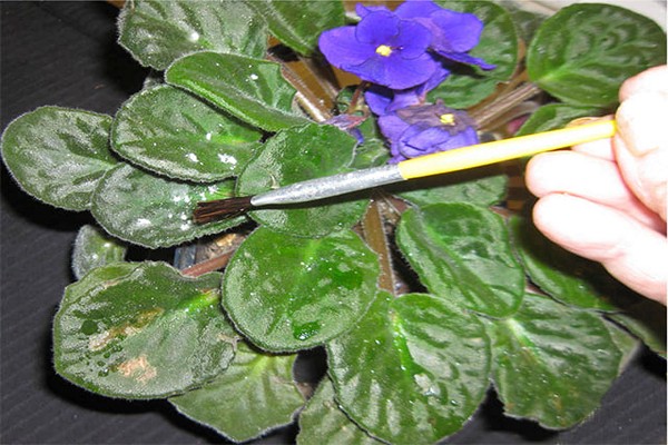 how to process violets + from powdery mildew
