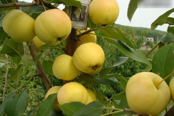 คำอธิบายจำนวนมากของ Apple-tree Ural