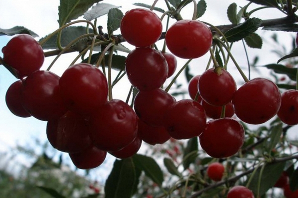 Kirsebær Ural Rubin