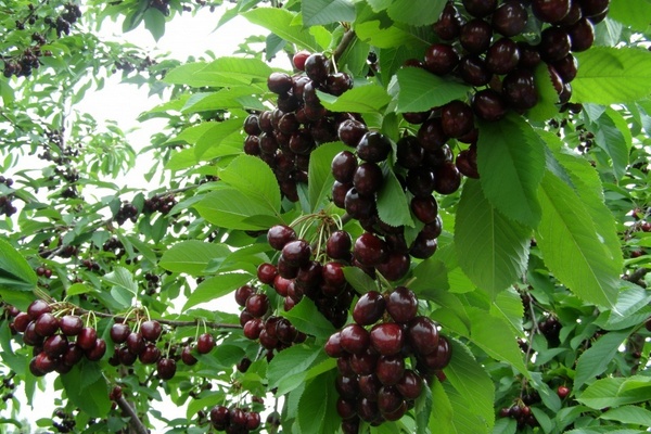 Cherry Melitopol hitam