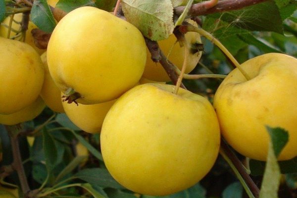 Mô tả hàng loạt cây táo Ural