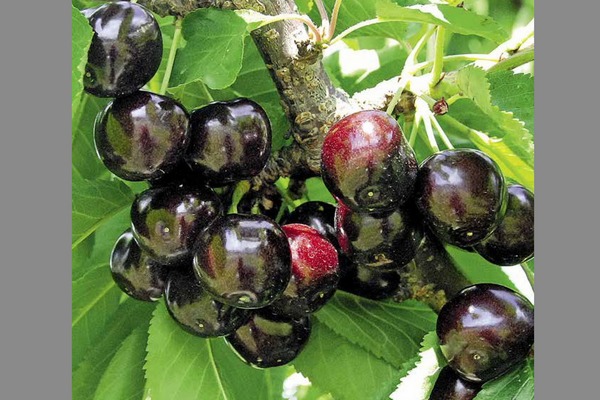 Cherry Melitopol hitam