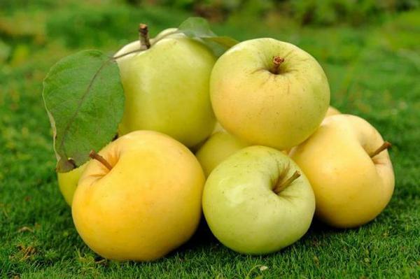 وصف شجرة التفاح الأورال السائبة