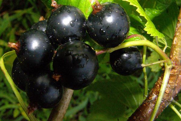 Черно френско грозде Белорусочка снимка