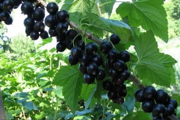 Черно френско грозде Detskoselskaya снимка