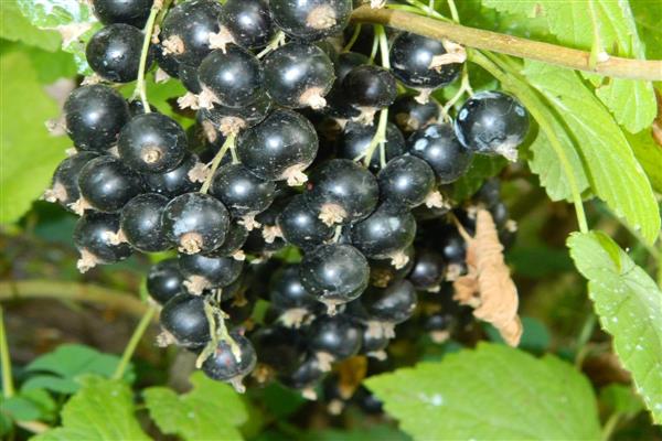 Blackcurrant Daughter Friendly photo