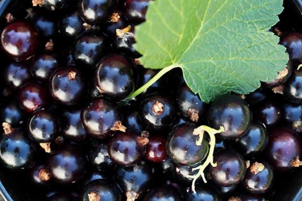 Black currant Moscow photo