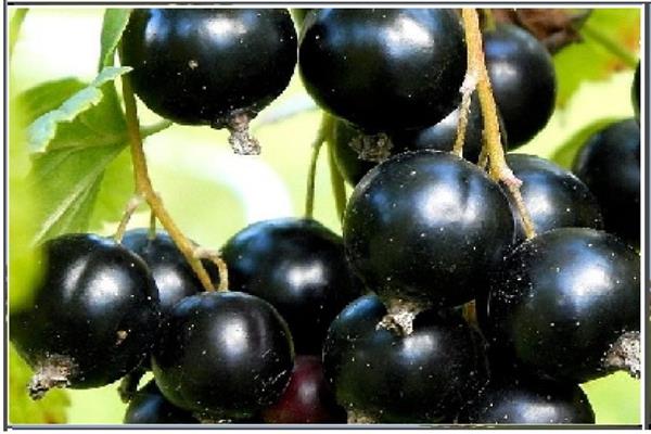 Blackcurrant Gift for October photo