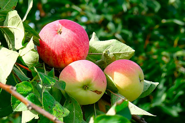 Описание на ябълково дърво Melba