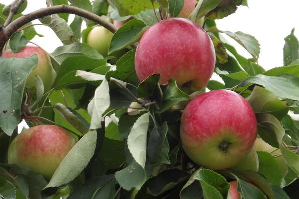Penerangan pokok epal Melba