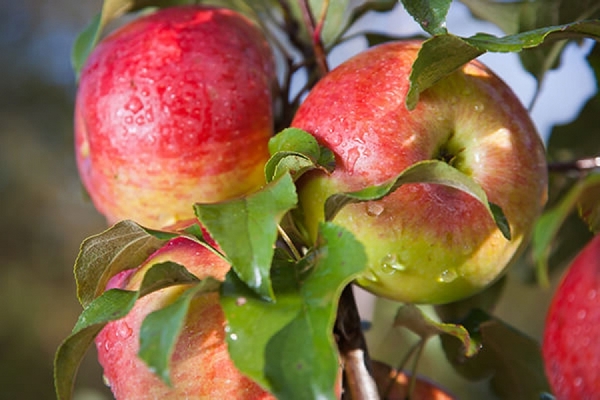 Opis stabla jabuke Melba