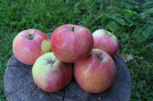 Описание на ябълково дърво Melba