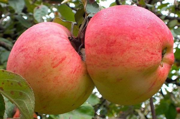 Sjećanje Mičurinovo stablo jabuke