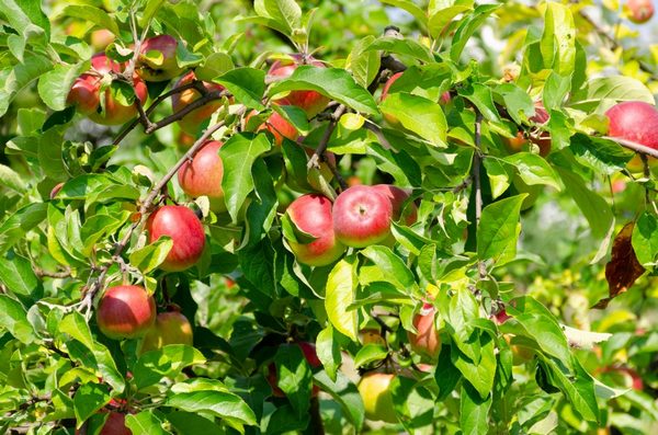 Memori pokok epal Michurin