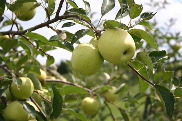 Ebenový strom jablone foto